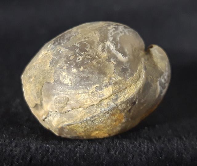 Araxathyris protea ABICH 1878 - Bild &copy; FossNet FossilienStore